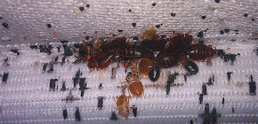 Comment lutter contre les punaises de lit