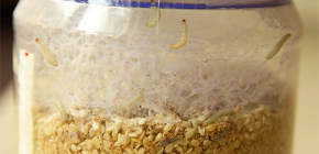 Mite alimentaire et comment l'enlever