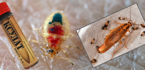 Remède contre les punaises de lit et les cafards Xulat, ainsi que des avis sur son utilisation