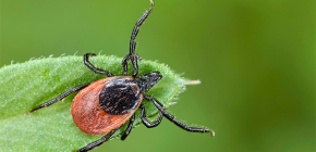 Cycle de vie du développement des tiques ixodides