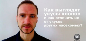 Voyons à quoi ressemblent les piqûres de punaises de lit et comment les distinguer des piqûres d'autres insectes.