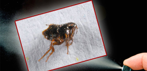 Comment tuer les puces dans un appartement