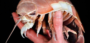 Photos de cloportes géants et description du mode de vie de ces énormes créatures