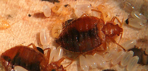 Qu'est-ce qui cause les punaises de lit dans un appartement ?