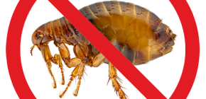 Les gouttes antipuces les plus efficaces pour chiens et chiots