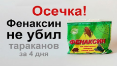 Nous testons l'action de la poudre de Phenaksin sur les cafards - une expérience au résultat inattendu ...