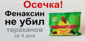 Nous testons l'action de la poudre de Phenaksin sur les cafards - une expérience au résultat inattendu ...