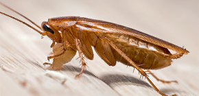 Comment et où les cafards apparaissent-ils dans l'appartement