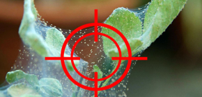 Choisir un remède efficace contre les acariens