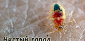 Entreprises d'extermination de punaises de lit Clean City et retour d'expérience sur leur travail