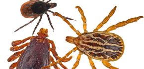 tiques ixodides