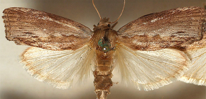 Teigne de la cire et retour d'expérience sur son utilisation