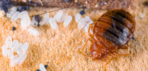 Prévention de l'apparition de punaises de lit dans l'appartement