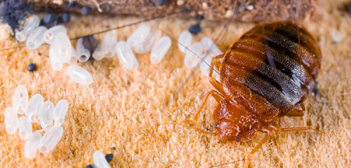 Prévention de l'apparition de punaises de lit dans l'appartement