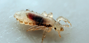 Comment les poux sont-ils apparus initialement chez l'homme et comment sont-ils apparus dans la nature en général ?