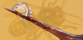 Venin de frelon : à quel point est-il dangereux pour l'homme et en quoi consiste-t-il ?