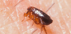 Comment traiter les piqûres de puces chez l'homme