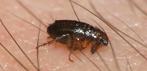 Piqûres de puces chez les enfants: pourquoi elles sont dangereuses et comment les traiter