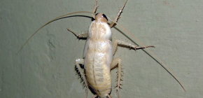 Des cafards blancs dans l'appartement - quel genre d'albinos sont-ils ?