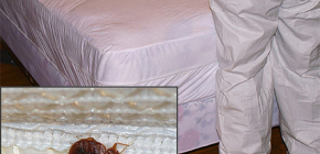 Choisir un service d'extermination de punaises de lit : ce qu'il est important de savoir sur leur travail