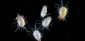 Les tiques domestiques : un danger pour l'homme et des moyens d'y faire face