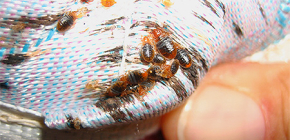 Complots et prières pour combattre les punaises de lit