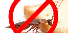 Destruction des insectes: conseils utiles et nuances importantes
