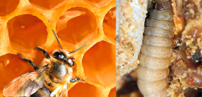 Teinture contre la teigne de la cire