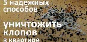 5 façons de tuer les punaises de lit dans l'appartement