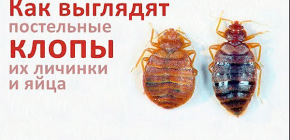 À quoi ressemblent les punaises de lit, leurs larves et leurs œufs