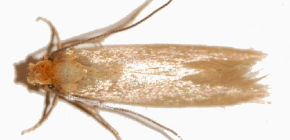 Choisir un remède pour lutter contre les mites à la maison