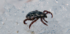 Comment les tiques hibernent dans la forêt
