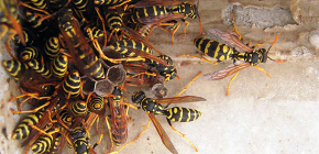 Premiers secours pour une piqûre de guêpe