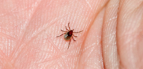 Vaccination contre l'encéphalite à tiques et calendrier de vaccination