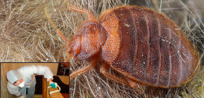 Destruction des punaises de lit à Moscou : où aller et combien ça coûte