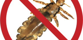 Remèdes contre les poux et les lentes : choisissez le plus efficace