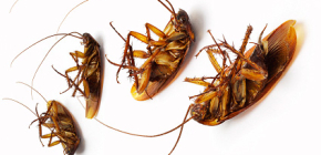 Complots contre les cafards