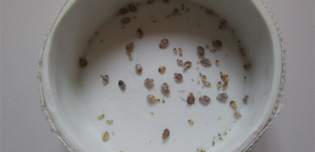 Pièges à punaises de lit : existent-ils et quelle est leur efficacité ?