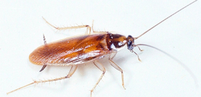 Se débarrasser des cafards rouges dans l'appartement