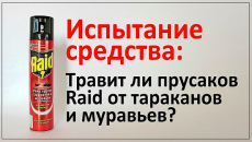 Nous vérifions expérimentalement à quelle vitesse le Raid agit contre les cafards et les fourmis