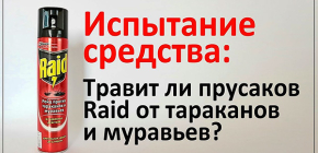 Nous vérifions expérimentalement à quelle vitesse le Raid agit contre les cafards et les fourmis