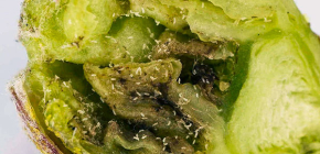 Lutte contre les acariens des reins sur les groseilles