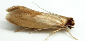 Mite des vêtements et des meubles