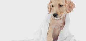 Présentation des shampooings antipuces pour chiens et chiots