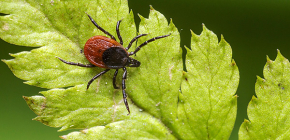 Tique du chien (Ixodes ricinus)