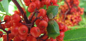 En savoir plus sur les punaises du jardin