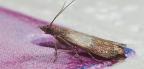 Remèdes populaires pour lutter contre les mites