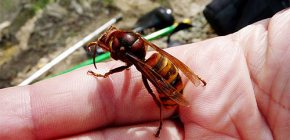 Pourquoi les frelons sont dangereux pour les humains