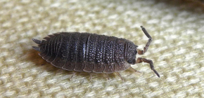 Comment se débarrasser des poux de bois dans un appartement (ou dans une maison privée)