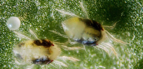 Tétranyque: photos et faits intéressants sur le ravageur